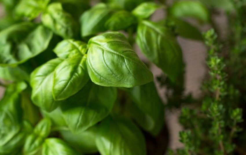 fenchol-basil-alzheimers-disease